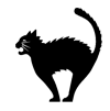 Black cat
